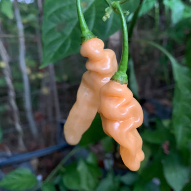 Lightning Habanero Peach - Seeds - The Pepper Pantry (Formerly Marie Sharp's)